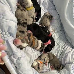 Miniature Australian Shepherd Puppies from Lunaussies