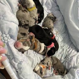 Miniature Australian Shepherd Puppies from Lunaussies