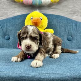 Rachel - Brown roan female Cockapoo puppy in Lancaster, Missouri from Cavapoo Acres
