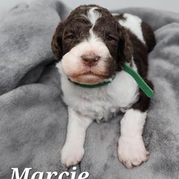 Marcie - Parti female Poodle puppy in Dover, Delaware from Dogtastic Poodles