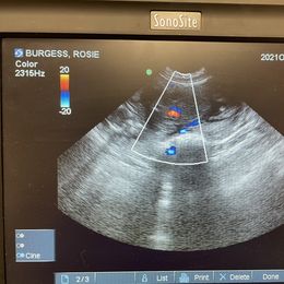 Australian Shepherd Puppies from Faith Built Ranch