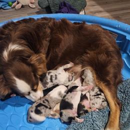 Tbd - Blue merle male Australian Shepherd puppy in Wauneta, Nebraska from 4H Aussies