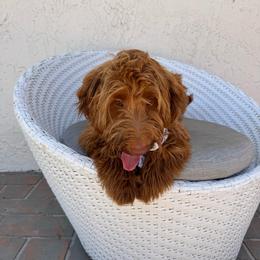 Milo - Red  male Goldendoodle puppy in Davie, Florida from Daviegoldendoodles