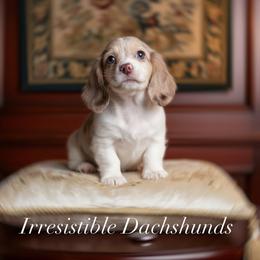 Lane Ready Today perfect vet health checkup - Dapple male Dachshund puppy in Richmond, Virginia from Irresistible Dachshunds & Cavaliers