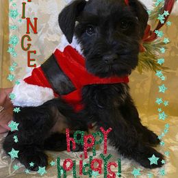 Miniature Schnauzer Puppies from Amaya Lara Schnauzers
