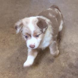 Chloe - Red merle female Miniature Australian Shepherd puppy in Crockett, Texas from Pleasant Grove Aussies