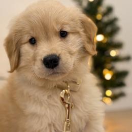 Golden Retrievers and Labrador Retrievers from Hansen Retrievers