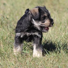 Dallas - Salt and pepper male Miniature Schnauzer puppy in Richardton, North Dakota from Crooked Tree Ranch