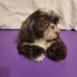 Sneezy - Liver and white male Shih Tzu puppy in Parma, Ohio from D's DeVine Shih-Tzu