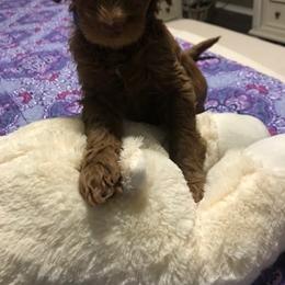 Goldendoodle Puppies from Da Ruba Doodles