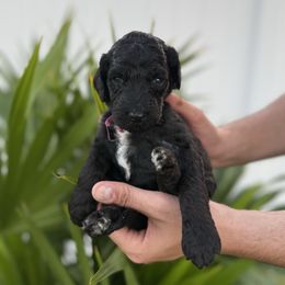 Purple - Black female Goldendoodle puppy in Cape Coral, Florida from Magnolia Doodles co.