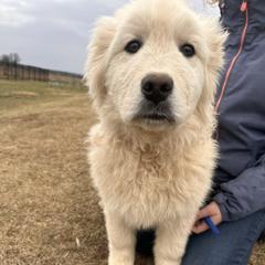Grumpy - White male Maremma Sheepdog puppy in New Auburn, Wisconsin from Cordell Corgis
