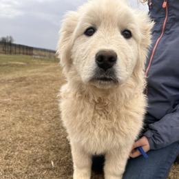 Grumpy - White male Maremma Sheepdog puppy in New Auburn, Wisconsin from Cordell Corgis