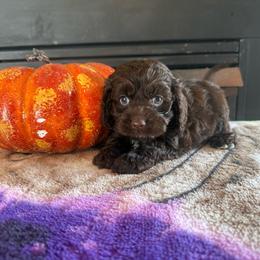 Galliano - Brown male Cockapoo puppy in Holton, Indiana from MoonShine Babies / OZ