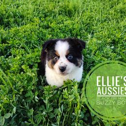 Buzz - Black tri male Miniature Australian Shepherd puppy in Kettle Falls, Washington from Ellie's Miniature Australian Shepherds