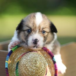 Brown Collar - Sable male Pembroke Welsh Corgi puppy in Terrell, Texas from Brynwood Pembroke Welsh Corgis