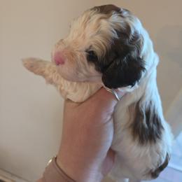 Boy 1 - Sable male Cockapoo puppy in Galena, Illinois from Perry's doodles