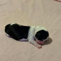 Girl 2 - Piebald female Dachshund puppy in Jacksonville, Florida from Little Lords & Ladies Dachshunds