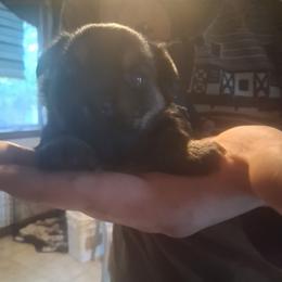 Isaiah - Black and tan male Yorkshire Terrier puppy in Jacksonville, Arkansas from Royal Yorkie Terrier