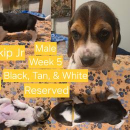 SkipJr-Yellow Male - Black white and tan male Beagle puppy in Bemidji, Minnesota from Nse Farms Beagles