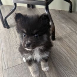 Charlie - Black male Pomsky puppy in Scandinavia, Wisconsin from Bonnie’s Little Fluffys