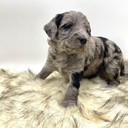 Aussiedoodle Puppies from Deep Creek Mini Aussiedoodles