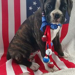 Boxer Puppies from LJK Boxers