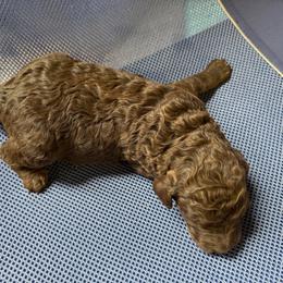Brown boy 2-phantom markings - Brown male Poodle puppy in Wentworth, South Dakota from PaintersPreciousPoodles