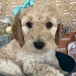 Girl 1 - Cream Goldendoodle puppy in Christiana, Tennessee from Rechlicz Family Doodles