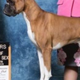 Boxers from Limited Edition