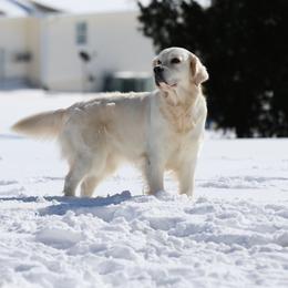 Kaia - Golden Retriever