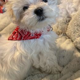 Elvis - White male Maltese puppy in Houston, Texas from The Royal Furbabies