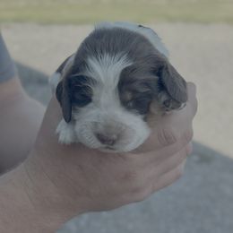 Yellow - Tri-Roan female English Springer Spaniel puppy in Lincoln, Texas from Lee Co. Springers