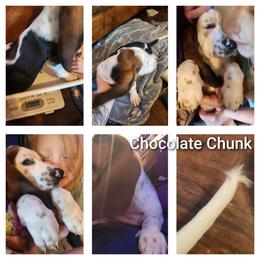 Chunky chocolate - Black tan and white male Basset Hound puppy in Mill Springs, North Carolina from Mountain View Basset Hounds