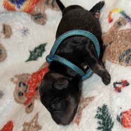 Onyx - Black male Miniature Schnauzer puppy in Warren, Michigan from T&T
