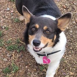 Pembroke Welsh Corgis from Little Reds Corgis