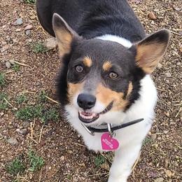 Pembroke Welsh Corgis from Little Reds Corgis