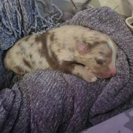 Rowan - Red tri male Miniature Australian Shepherd puppy in Willard, Missouri from Stoney Brook Aussies
