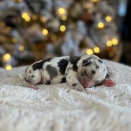 Miniature Australian Shepherd Puppies from Quartz Creek Aussies