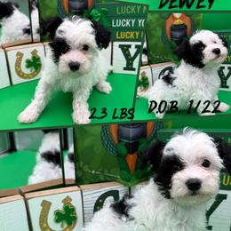 Dewey - Black & white male Maltipoo puppy in Wayland, New York from Loris Pampered Pooches💕