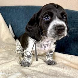 Prince Patch - Piebald male Dachshund puppy in Crandall, Texas from The Weenie Hut LLC