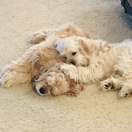 Cocker Spaniel Puppies from Shasta View Cockers