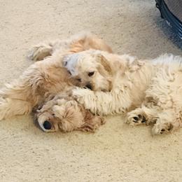 Cocker Spaniel Puppies from Shasta View Cockers