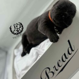 Orange - Gray male Cane Corso puppy in Laplace, Louisiana from Tou Tru kennel