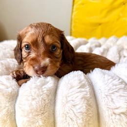 Jefferson - Chocolate and tan male Dachshund puppy in Austin, Texas from Duchess Daphne's Doxie Empire