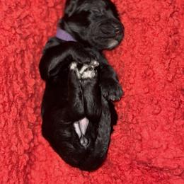 Sheepadoodle Puppies from Mojave Premier Kennels