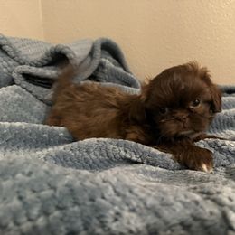 Red chocolate - Chocolate female Shih Tzu puppy in Running Springs, California from Amanda's Shih Tzus
