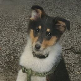 Girl 1 - Black white and tan female Collie puppy in Caribou, Maine from Northlane Siberians