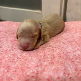 Blu -Please Read Description- - Cream male Dachshund puppy in Marshfield, Missouri from Hilltop Kennel LLC