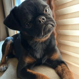 Nate dawg - Brussels Griffon